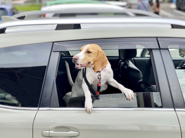 レンタカーで犬の同乗可否