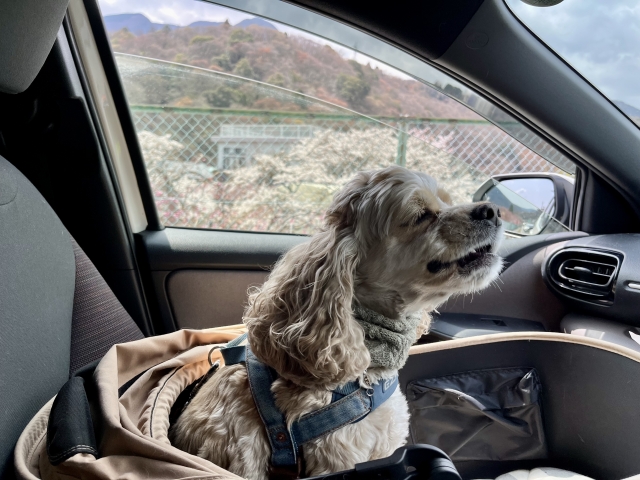 犬の同乗が可能な場合の条件